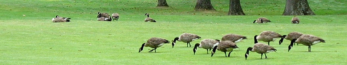 Bird Control